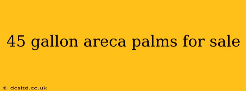 45 gallon areca palms for sale