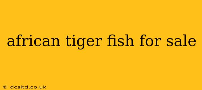 african tiger fish for sale