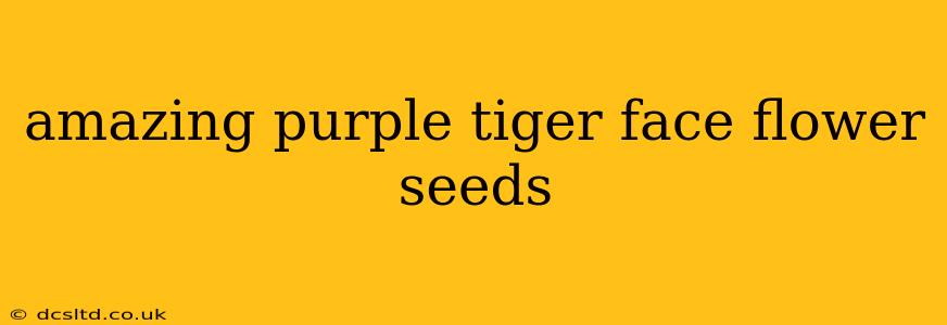 amazing purple tiger face flower seeds