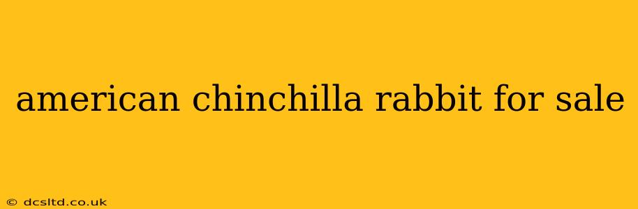 american chinchilla rabbit for sale