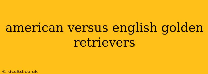 american versus english golden retrievers