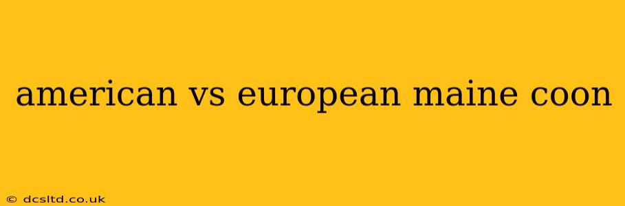 american vs european maine coon