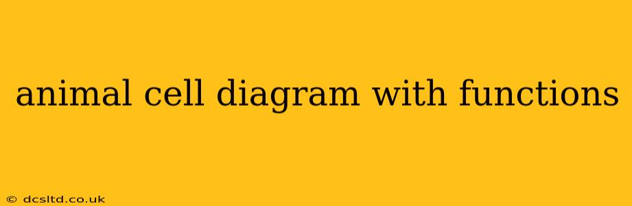 animal cell diagram with functions