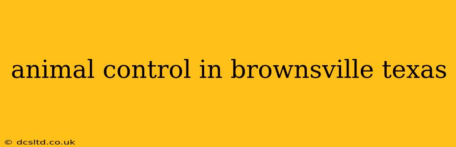 animal control in brownsville texas