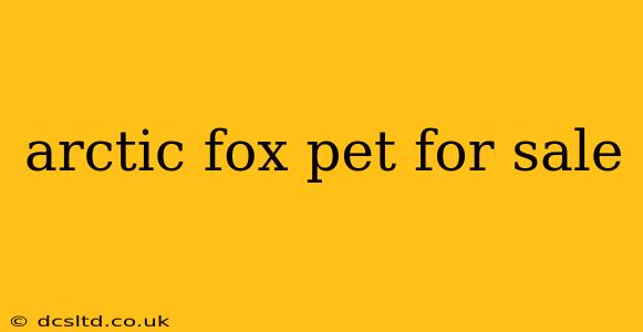 arctic fox pet for sale