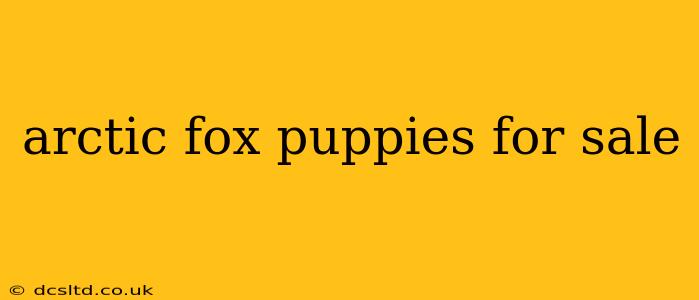 arctic fox puppies for sale