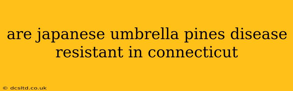 are japanese umbrella pines disease resistant in connecticut