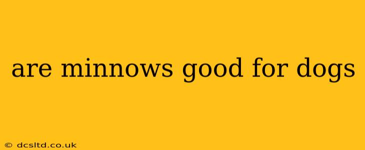 are minnows good for dogs