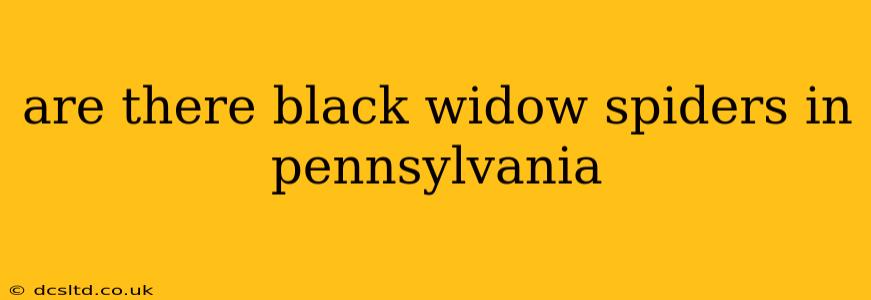 are there black widow spiders in pennsylvania