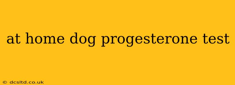 at home dog progesterone test