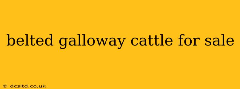 belted galloway cattle for sale