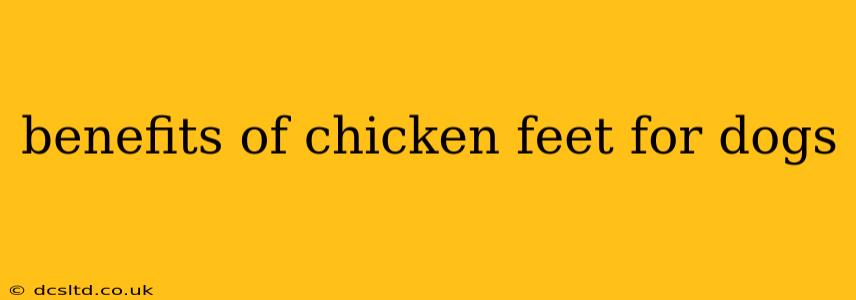 benefits of chicken feet for dogs