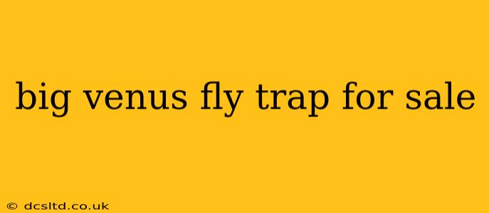 big venus fly trap for sale