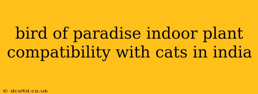 bird of paradise indoor plant compatibility with cats in india