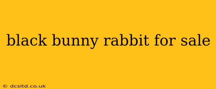 black bunny rabbit for sale