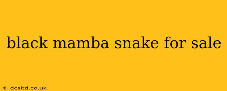 black mamba snake for sale