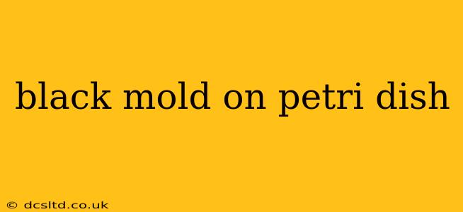 black mold on petri dish