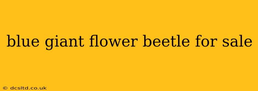 blue giant flower beetle for sale