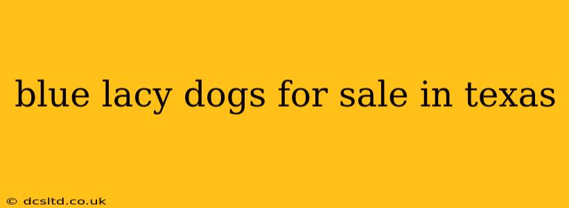 blue lacy dogs for sale in texas