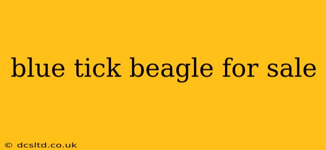 blue tick beagle for sale