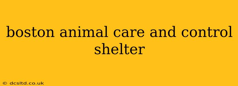 boston animal care and control shelter
