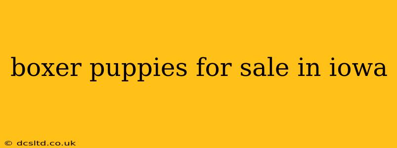 boxer puppies for sale in iowa