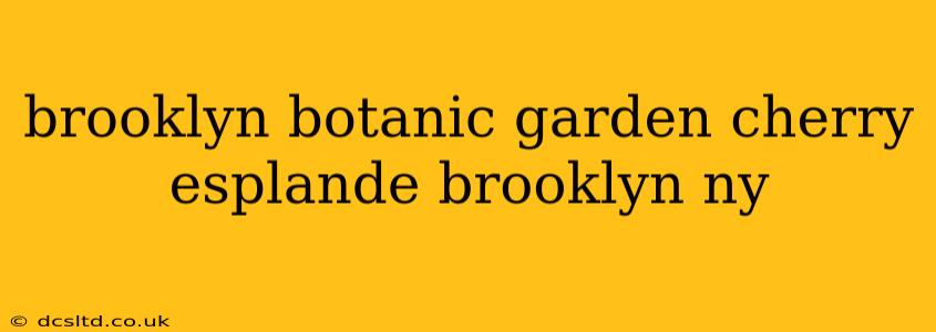 brooklyn botanic garden cherry esplande brooklyn ny