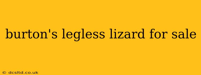 burton's legless lizard for sale