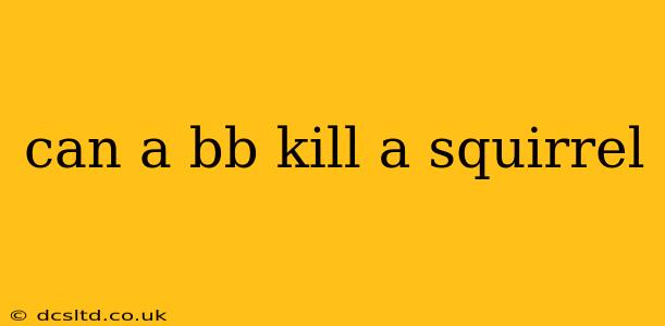 can a bb kill a squirrel