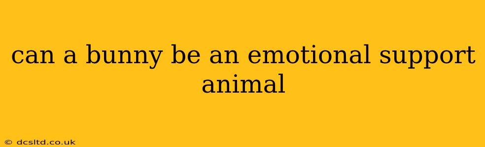 can a bunny be an emotional support animal