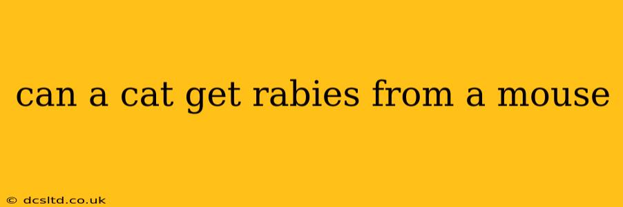 can a cat get rabies from a mouse