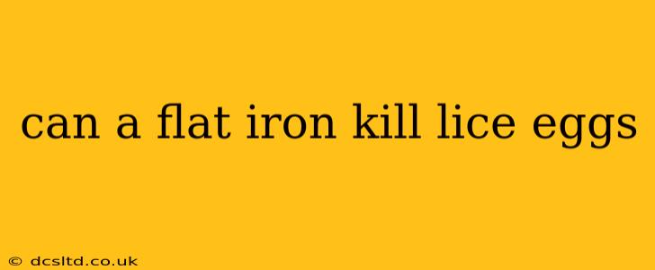 can a flat iron kill lice eggs