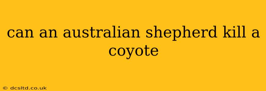 can an australian shepherd kill a coyote