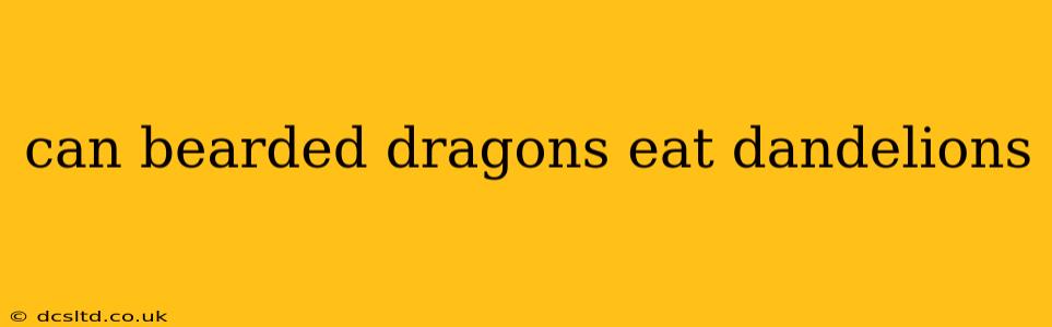 can bearded dragons eat dandelions