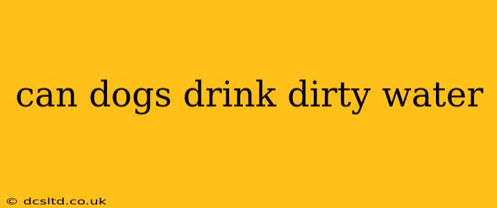 can dogs drink dirty water
