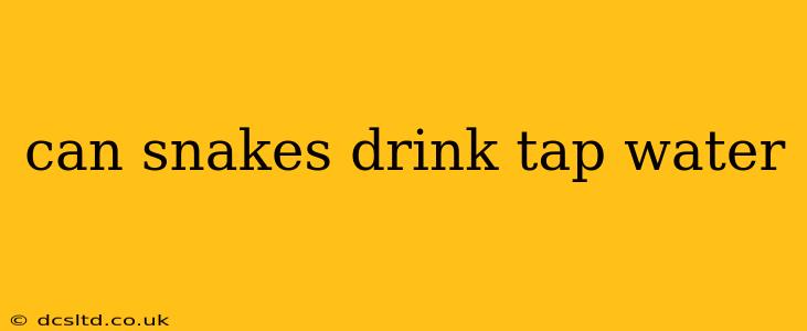 can snakes drink tap water