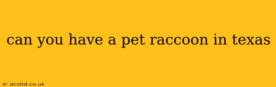 can you have a pet raccoon in texas