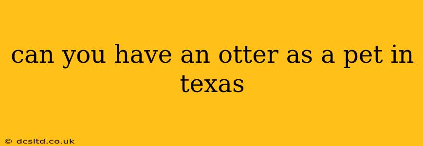 can you have an otter as a pet in texas