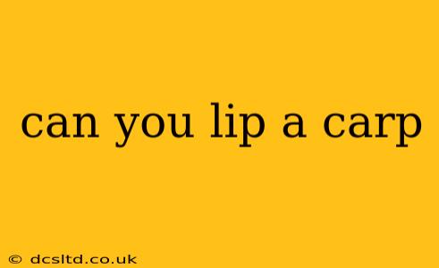 can you lip a carp