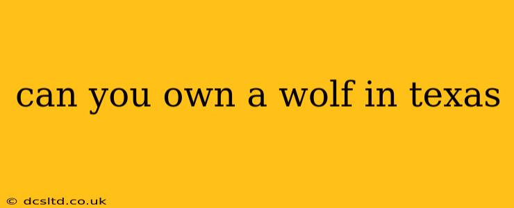 can you own a wolf in texas