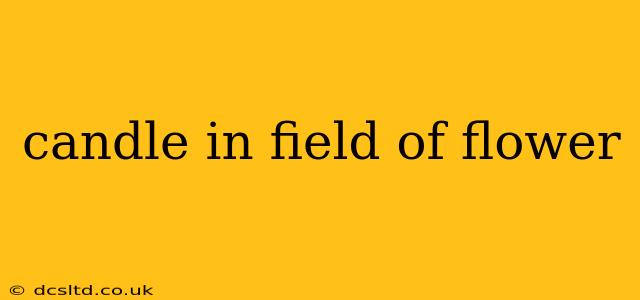 candle in field of flower