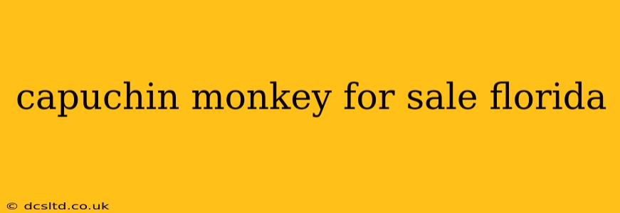 capuchin monkey for sale florida