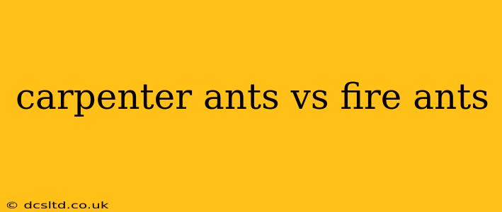 carpenter ants vs fire ants