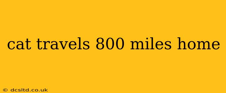 cat travels 800 miles home