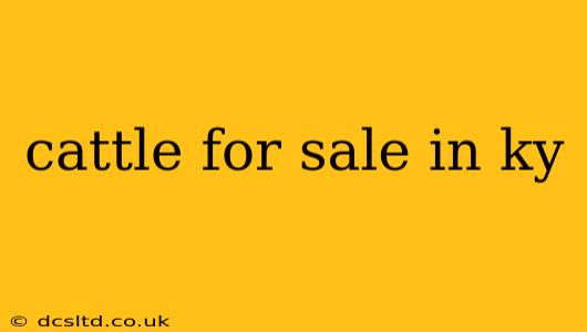 cattle for sale in ky