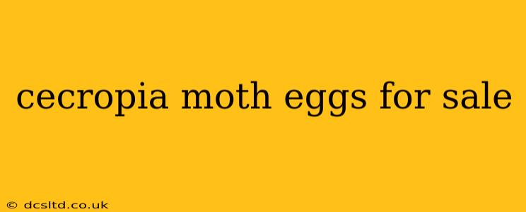 cecropia moth eggs for sale
