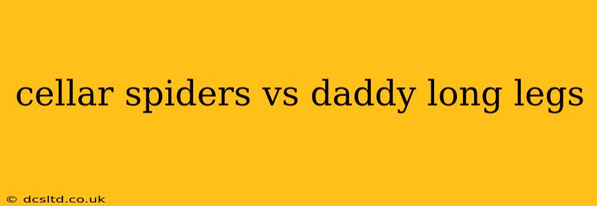cellar spiders vs daddy long legs