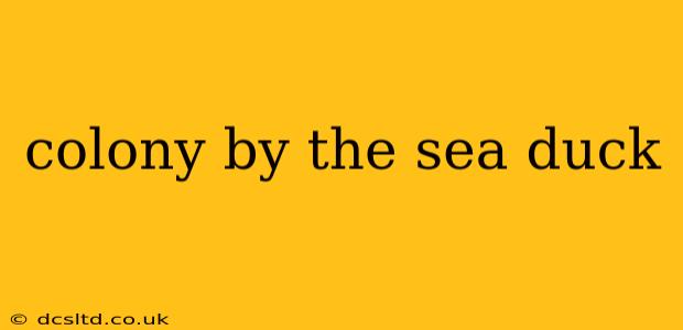 colony by the sea duck