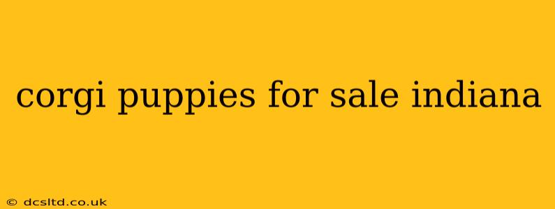 corgi puppies for sale indiana
