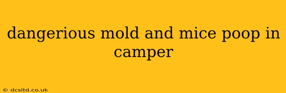 dangerious mold and mice poop in camper